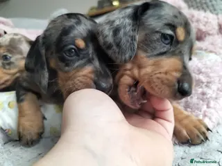 Miniature Dachshund dogs Beautiful miniature dachshunds 😊 - Advert 6