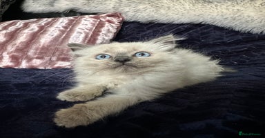 Ragdoll cats - Advert 9