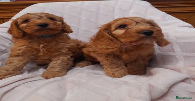 Cockapoo dogs - Advert 1