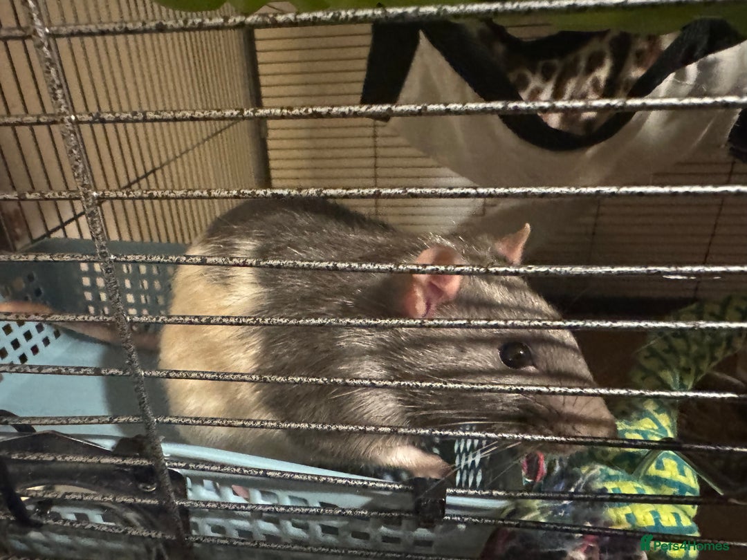 Rat rodents for sale: 3 male rats  - Advert 3
