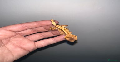 Gecko reptiles - Advert 13