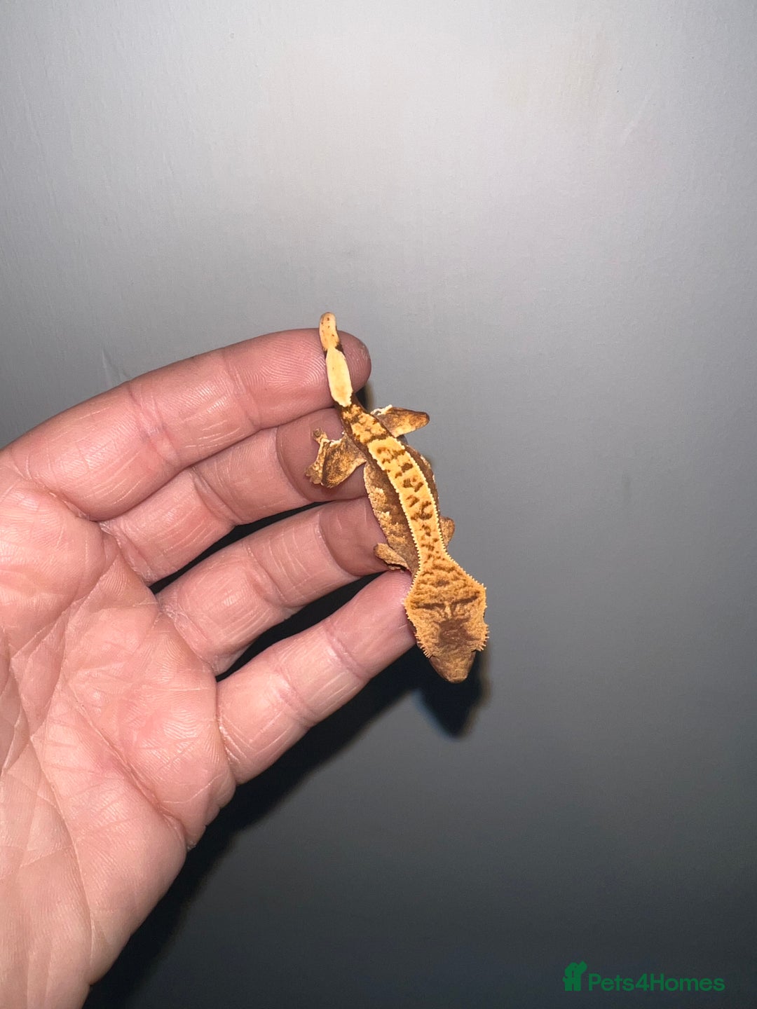 Gecko reptiles for sale: Baby crested geckos available  - Image 3