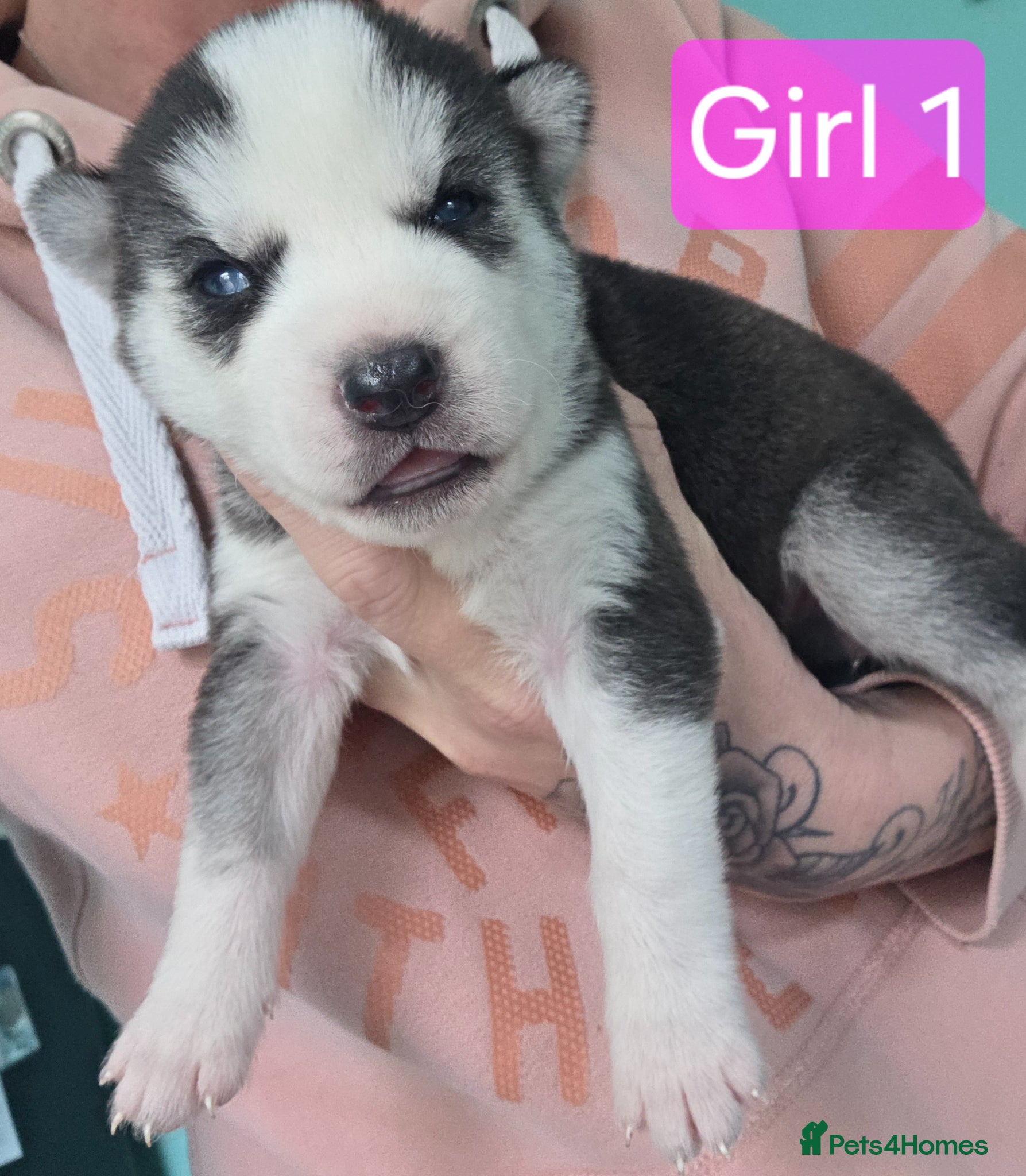 Siberian Husky dogs 5 left Beautiful Siberian husky pups  - Advert 7