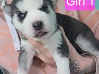 Siberian Husky dogs 5 left Beautiful Siberian husky pups - Advert 7