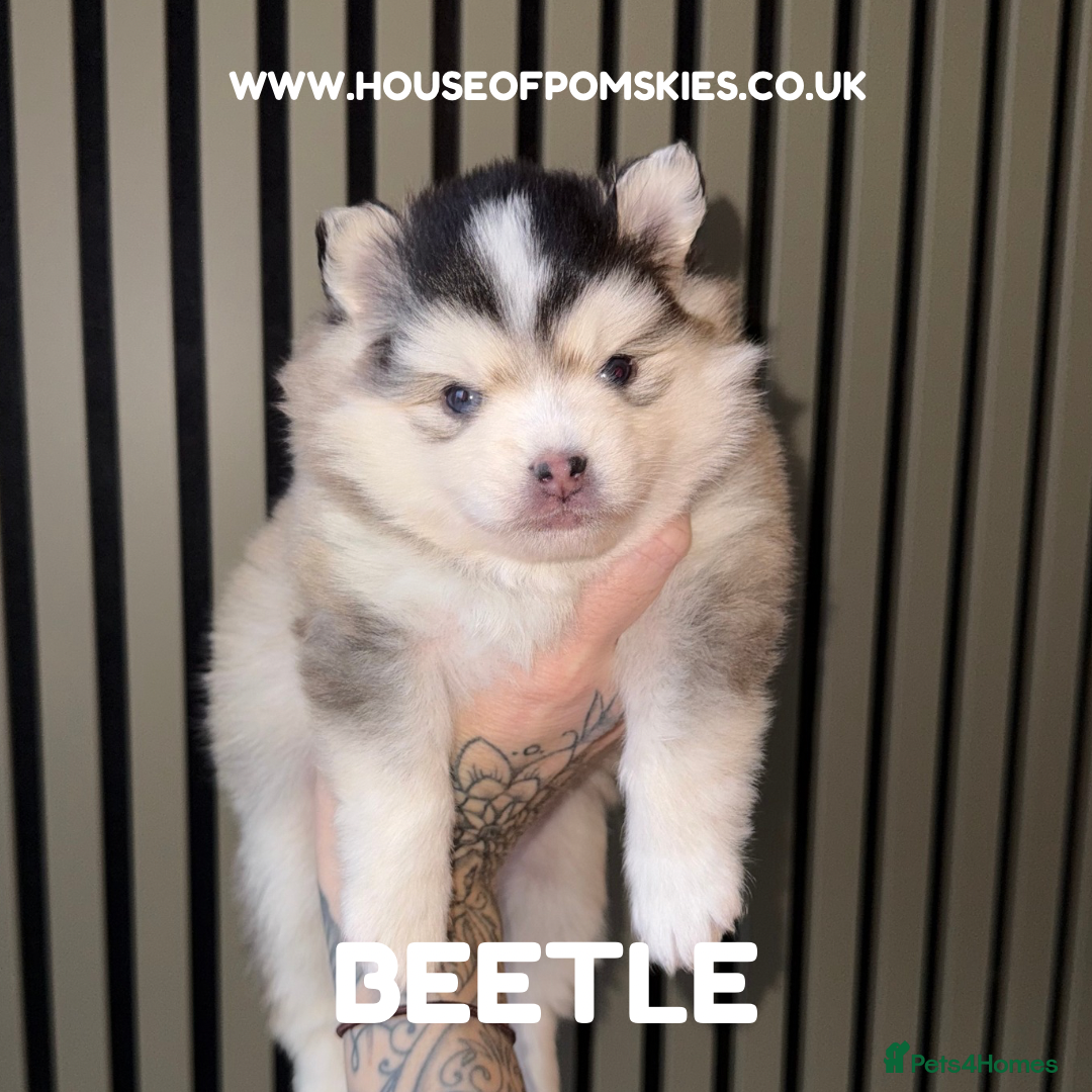 Pomsky dogs F3 Pomsky Puppies - ready in January! - Advert 2