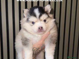 Pomsky dogs F3 Pomsky Puppies - ready in January! - Advert 2