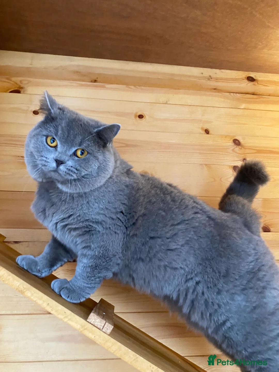 British Shorthair cats for stud: GCCF British Shorthair Blue&Chocolate Champions - Advert 5