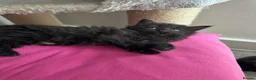 Russian Blue cats for sale: Gorgeous healthy loving kittens - Advert 10