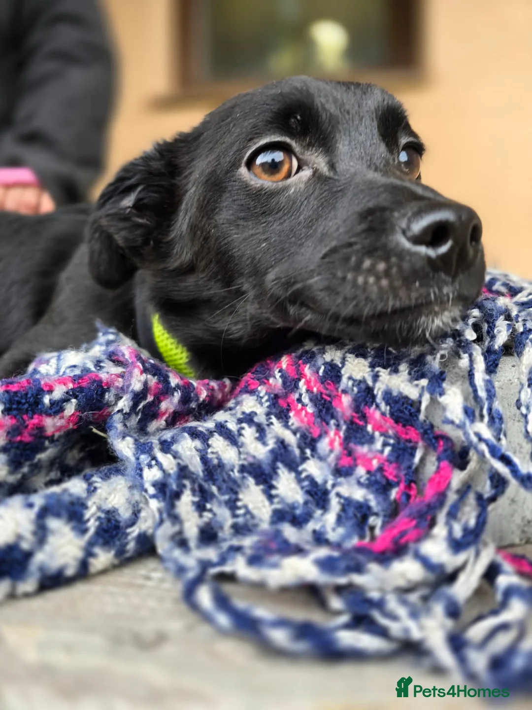 Mixed Breed dogs for adoption: ❤️SOLA❤️Small, 9 months old,Gentle & Affectionate  in Oxford - Advert 2