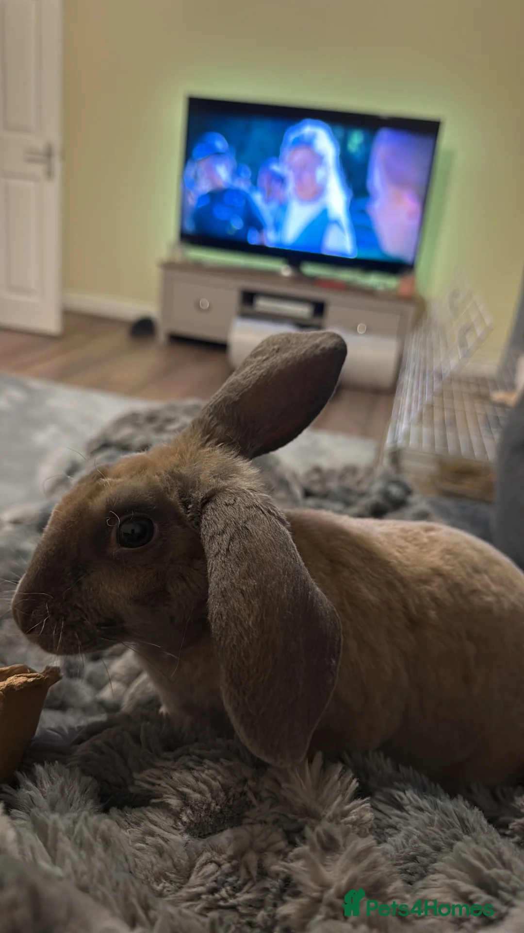 Mixed Breed rabbits for sale: Rabbit to go to good home in Plymouth - Advert 2
