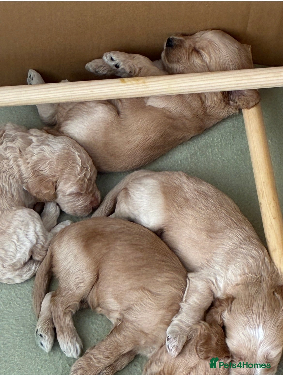 Cockapoo dogs for sale: F1B Cockapoos  - Advert 3