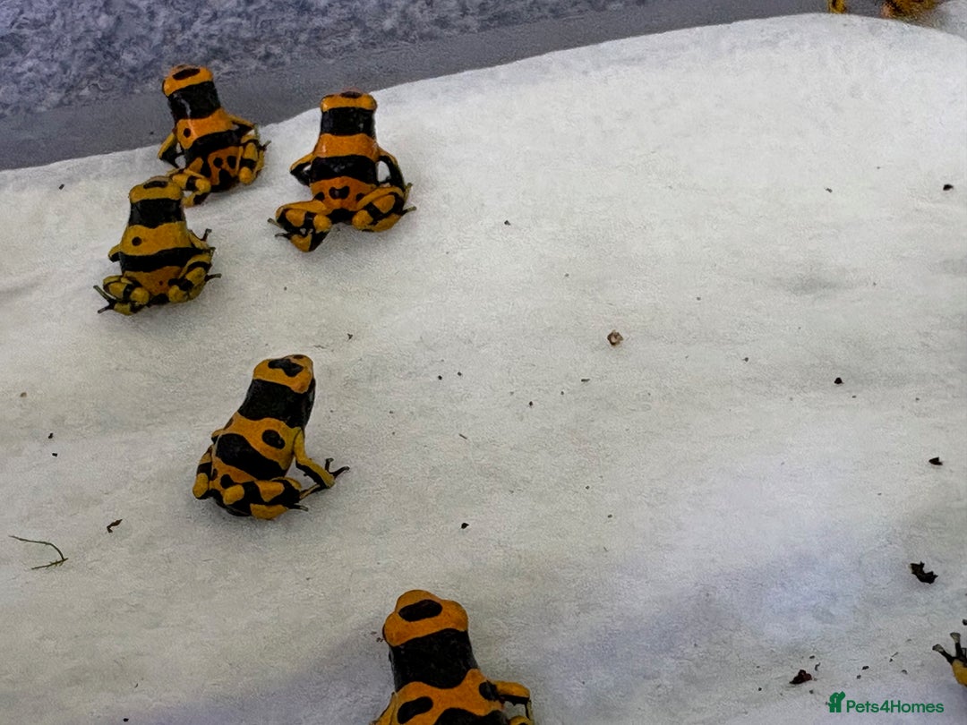 Frog reptiles for sale: Dendrobates Leucomelas froglets - Image 2