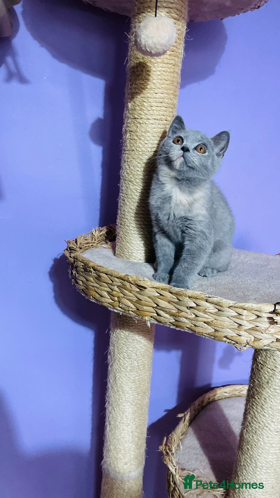 Scottish Fold cats for sale: Beautiful litter of Scottish fold  😍 - Advert 16