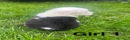 Old English Sheepdog dogs for sale: Old English Sheepdog Puppies  in Peterborough - Advert 5
