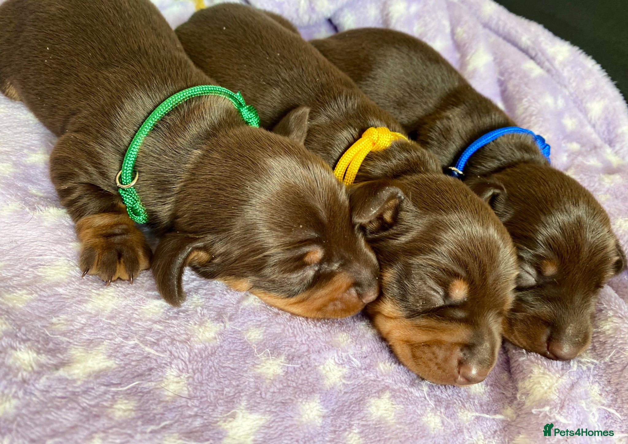 Miniature Dachshund dogs The Cutest Dachshunds  - Advert 1