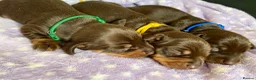 Miniature Dachshund dogs for sale: The Cutest Dachshunds  - Advert 1