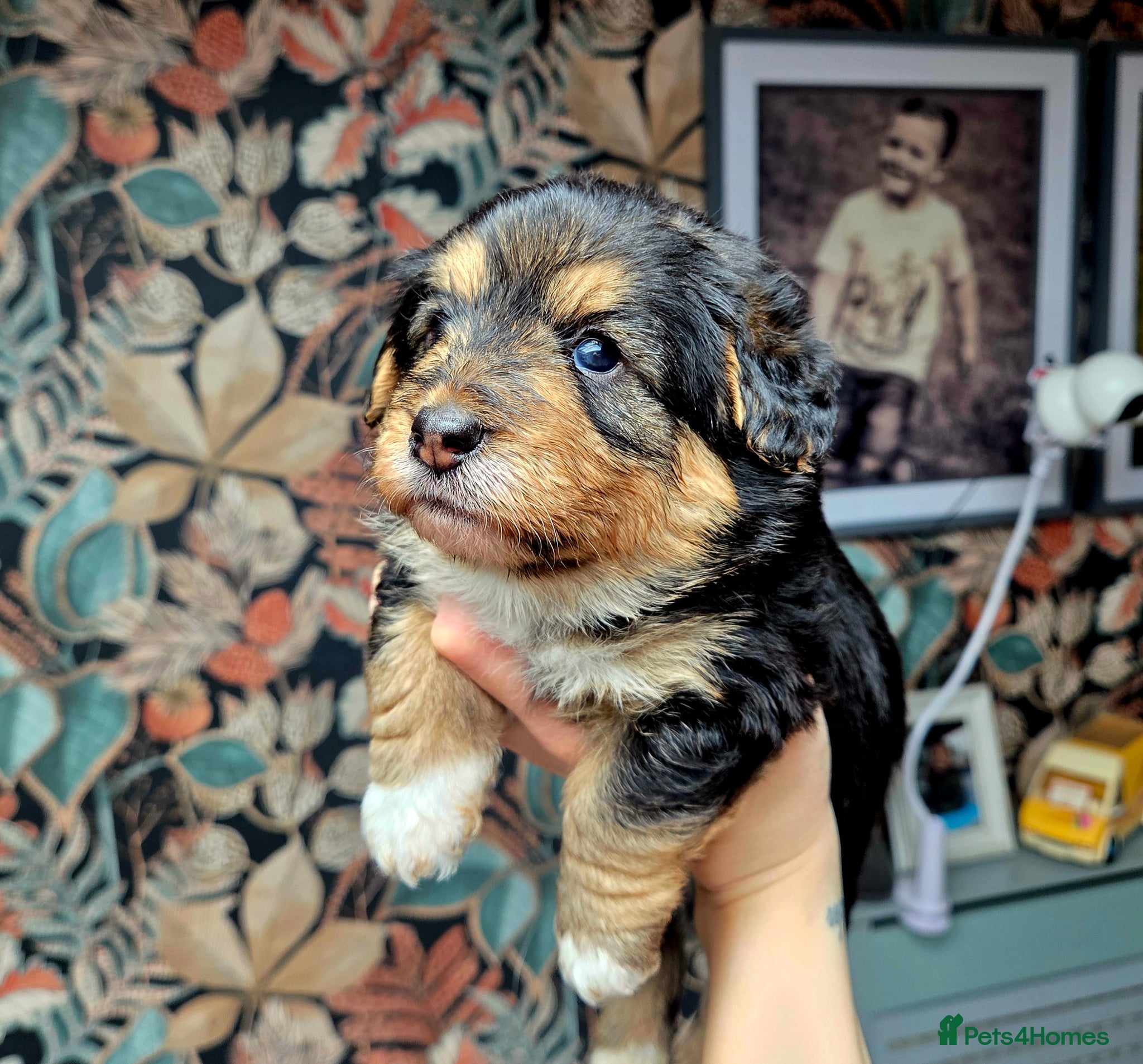 Welsh Corgi Pembroke dogs Stunning Corgipoo Puppies.  - Advert 2