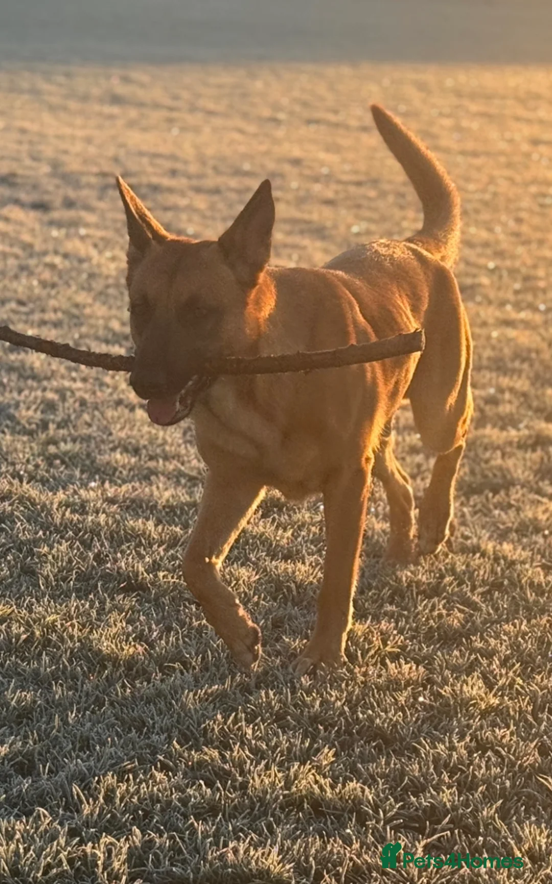 Mixed Breed dogs for sale: Staffy x belgian malinois  - Advert 5