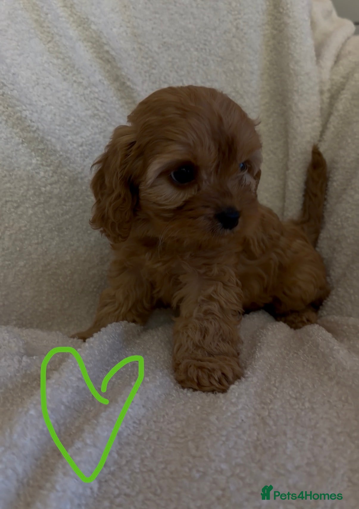 Cavapoo dogs F1 Cavapoo Puppies. 1 boy available 🐶🐾 - Advert 17