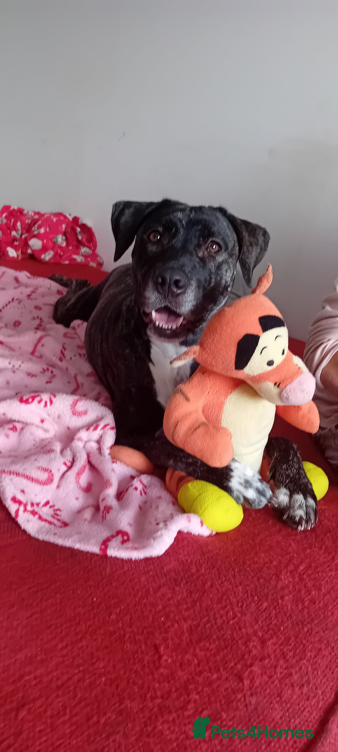 Staffordshire Bull Terrier dogs for sale: Staffordshire bull terrier for sale  - Image 6