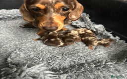 Miniature Dachshund dogs for sale: Miniature dachshund puppies  - Image 10