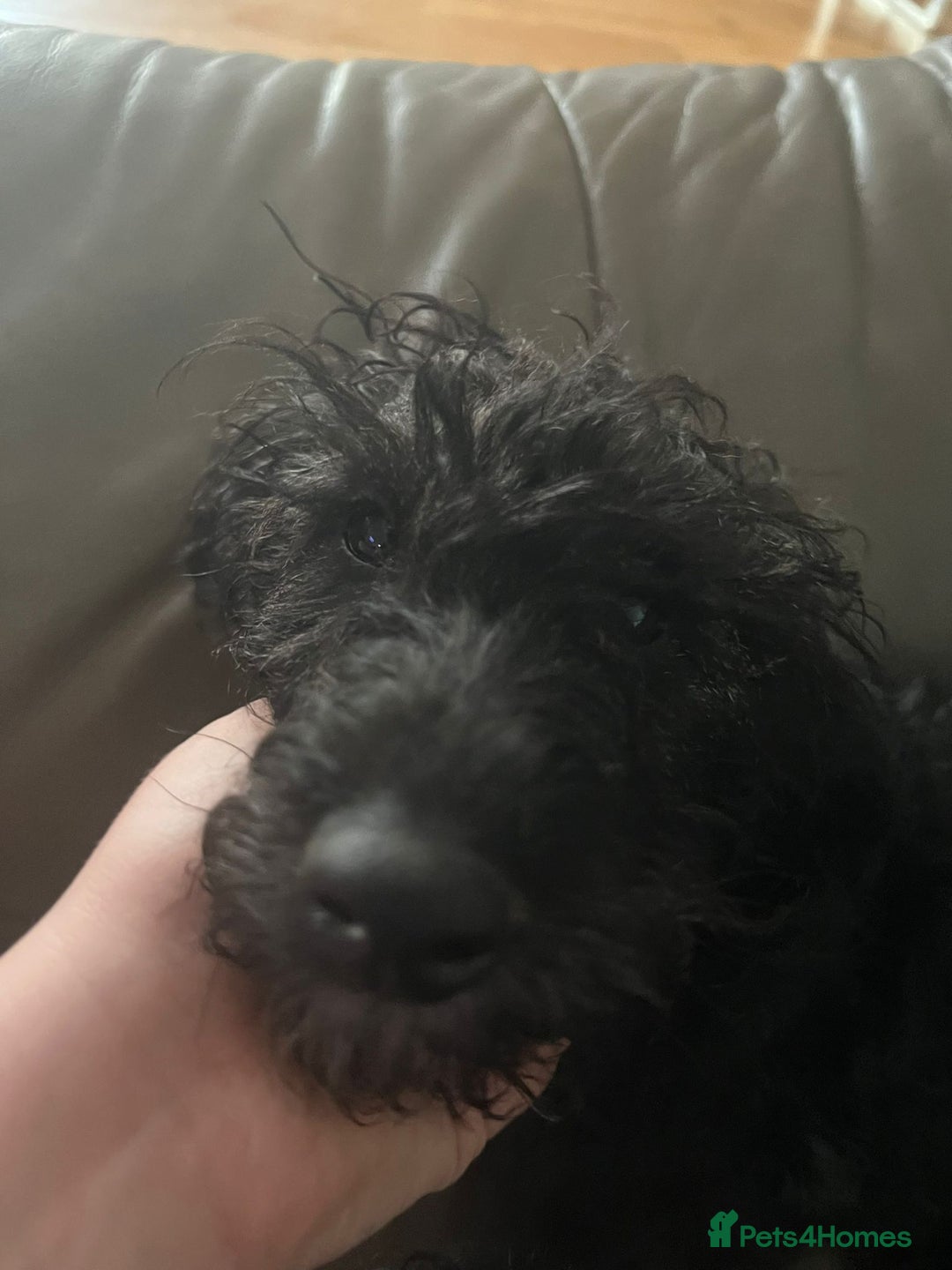 Mixed Breed dogs for sale: Male 8 month miniature Schnoodle - Image 4