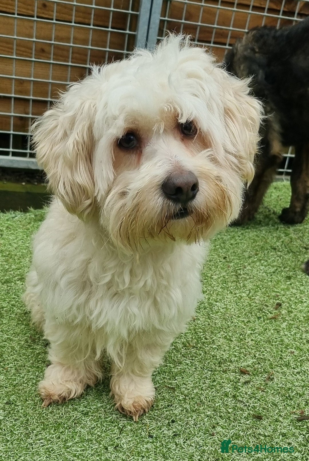 Mixed Breed dogs for adoption: Dudley - In Ayr Looking for a home - Advert 6