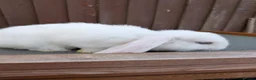 Mini Lop rabbits for sale: Purebred Minilops available to Reserve - Advert 10