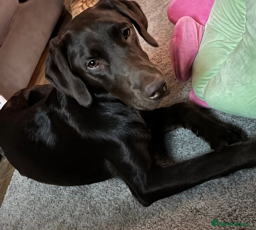 Labrador Retriever dogs for sale: Lennys needs a new home ( please read full advert) - Image 2