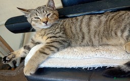 York Chocolate cats for sale: Very cute cats who needs to go to home! - Image 2