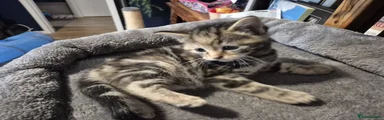 Nala