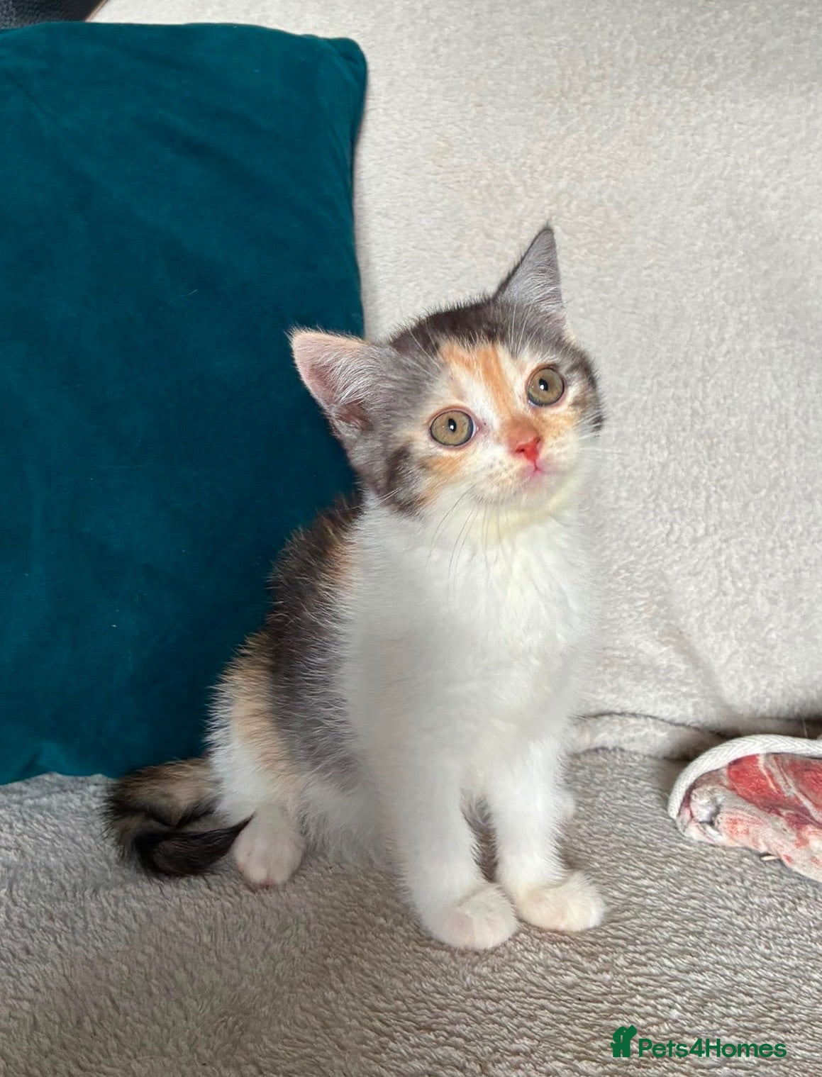 British Shorthair cats 2 beautiful British shorthair girls ready 14/08 - Advert 5