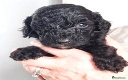 Cavapoo dogs for sale: Adorable F2 Cavapoo Puppies  - Image 3