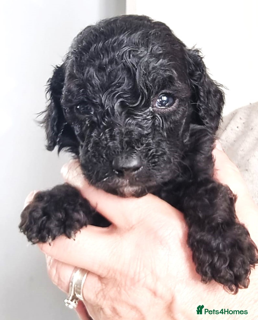 Cavapoo dogs for sale: Adorable F2 Cavapoo Puppies  - Image 3
