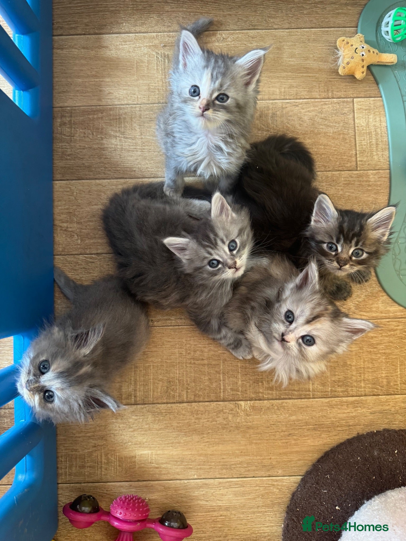 Persian cats Doll face Persian x Mainecoon gorgeous kittens  - Advert 1