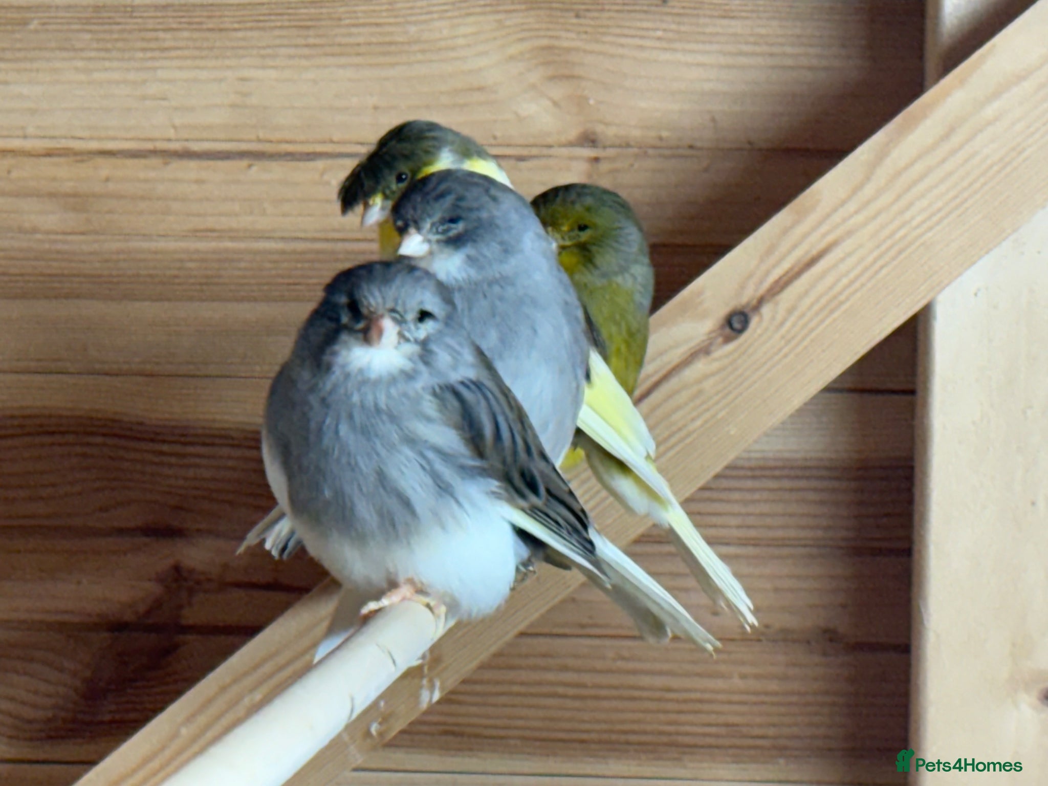 Canaries birds Gloster canaries  - Advert 1