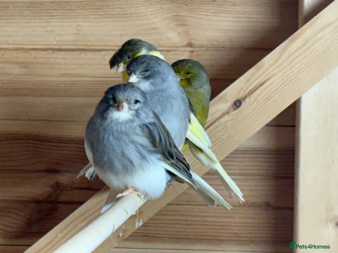 Canaries birds for sale: Gloster canaries  in Wymondham - Advert 1