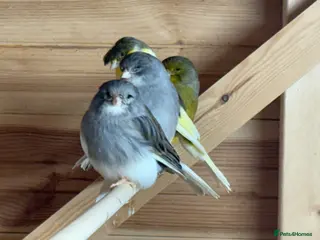 Canaries birds Gloster canaries - Advert 1