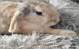 Mini Lop rabbits for sale: Beautiful Mini Lop Babies - 6 to choose from  - Image 8