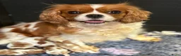 Cavalier King Charles Spaniel dogs for sale: CLEAR HEALTH TESTED cavalier King Charles pups - Advert 11