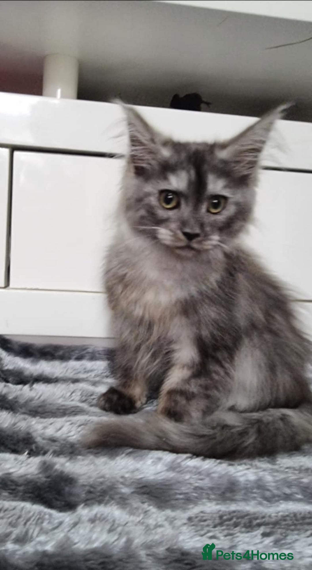 Maine Coon cats for sale: Beautiful Maine Coon Kittens - Advert 3