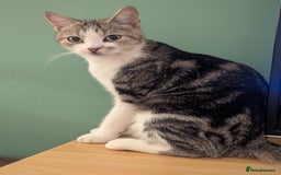 Mixed Breed cats for sale: 2 Sisters 1 Tabby and 1 Tuxedo Persian Mix - Image 18
