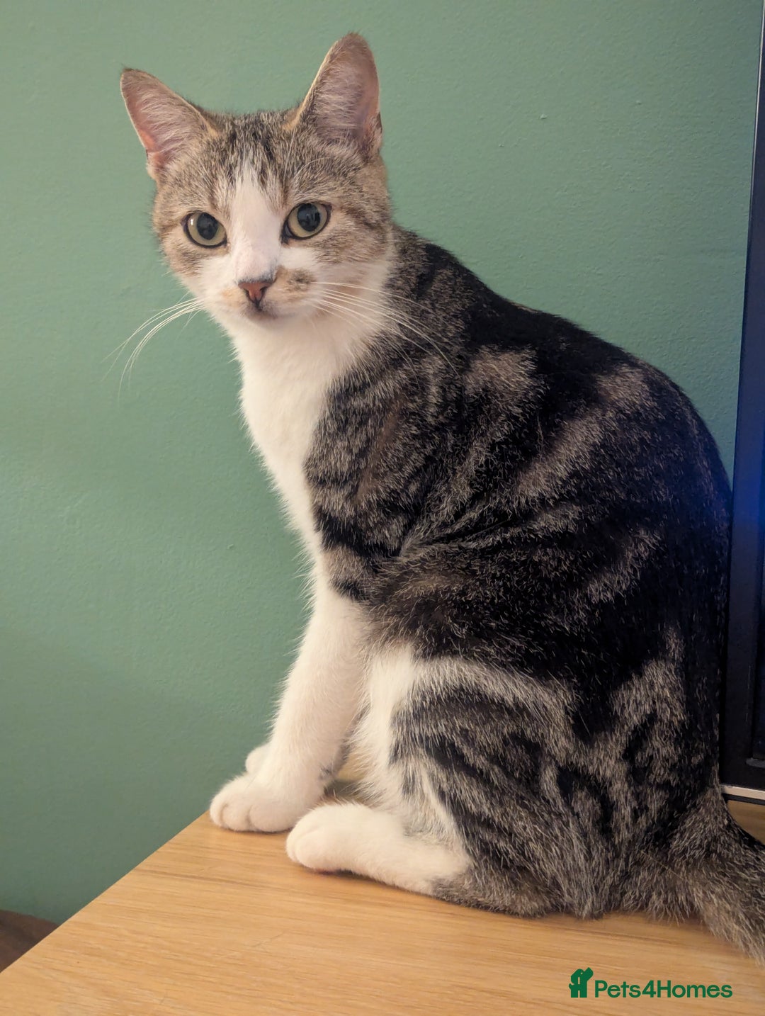 Mixed Breed cats for sale: 2 Sisters 1 Tabby and 1 Tuxedo Persian Mix - Image 18