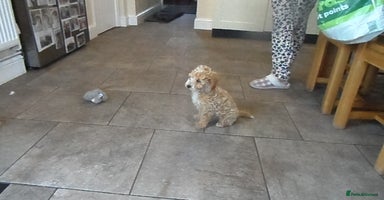 Cavapoo dogs - Advert 11