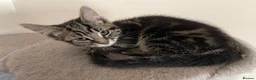 Mixed Breed cats for sale: 2 cats and their 2 kittens  - Advert 9