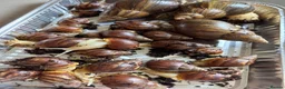 Snails invertebrates for sale: Giant African albino land snails  - Advert 6