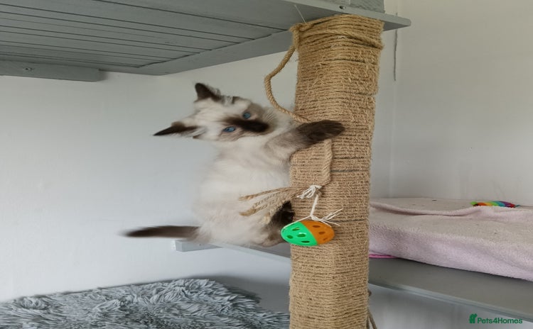 Ragdoll cats - Advert 3