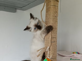 Ragdoll cats - Advert 29