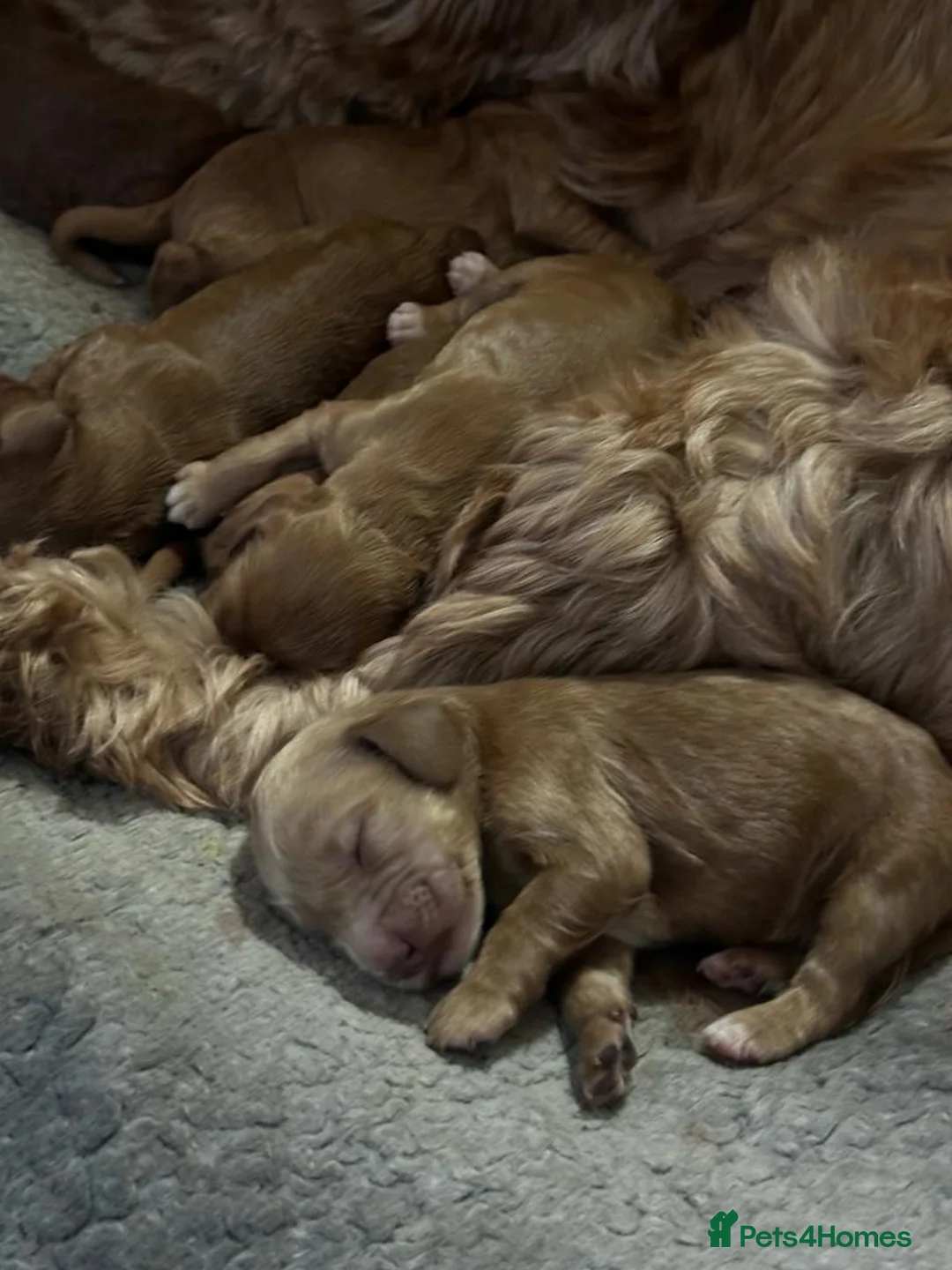 Cockapoo dogs for stud: Proven DNA tested red F1 Cockapoo Charlie for Stud in Milton Keynes - Advert 4