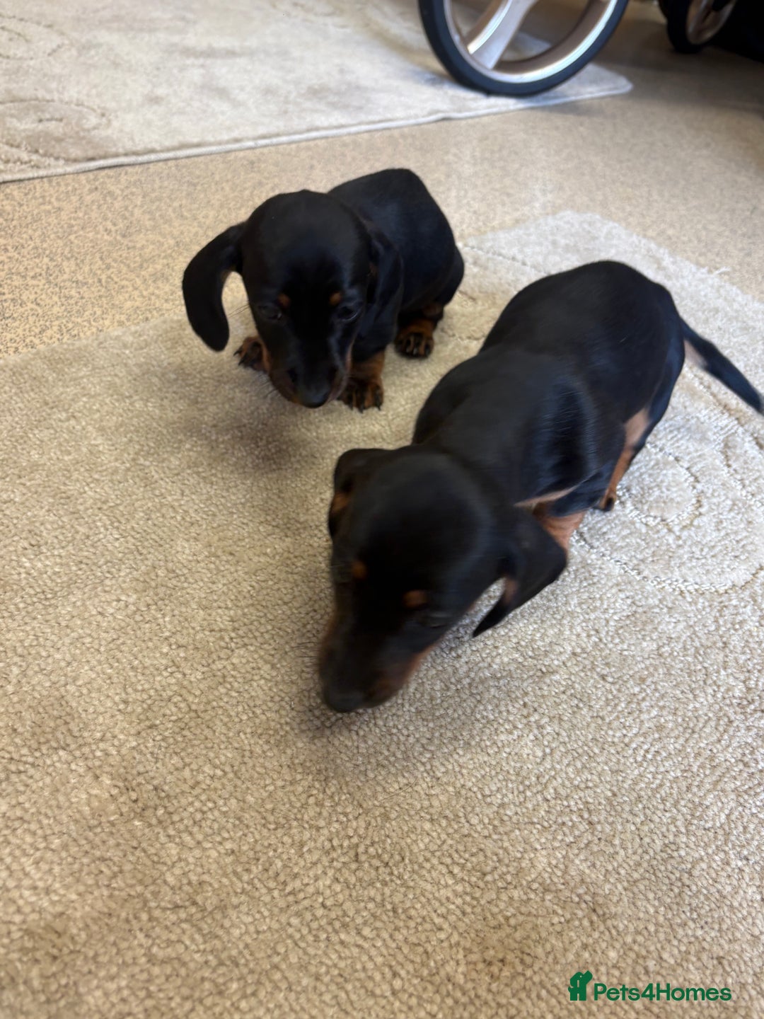 Dachshund dogs for sale: ❤️ Dashound ❤️  - Image 8